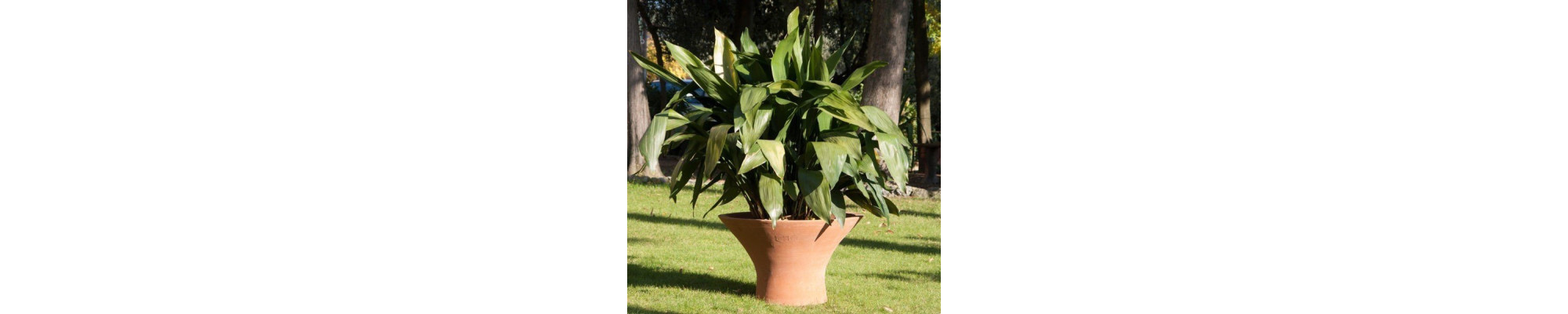 Vases en terre cuite classiques