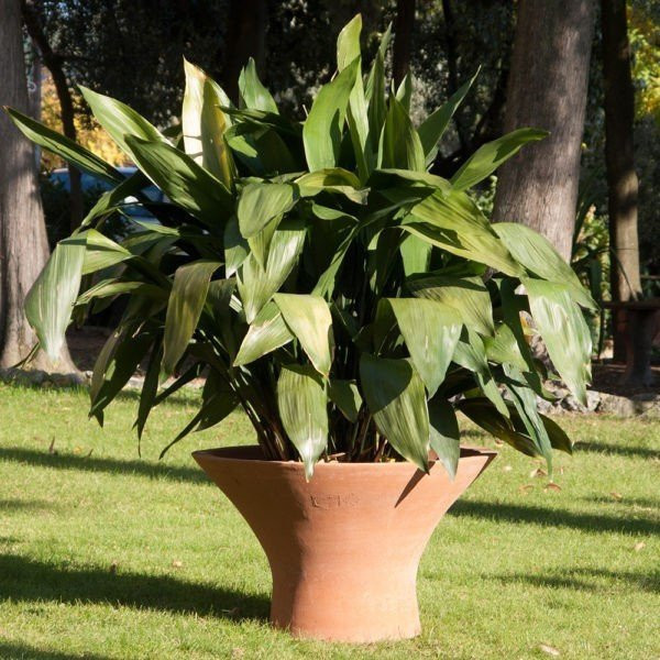 Vases en terre cuite classiques